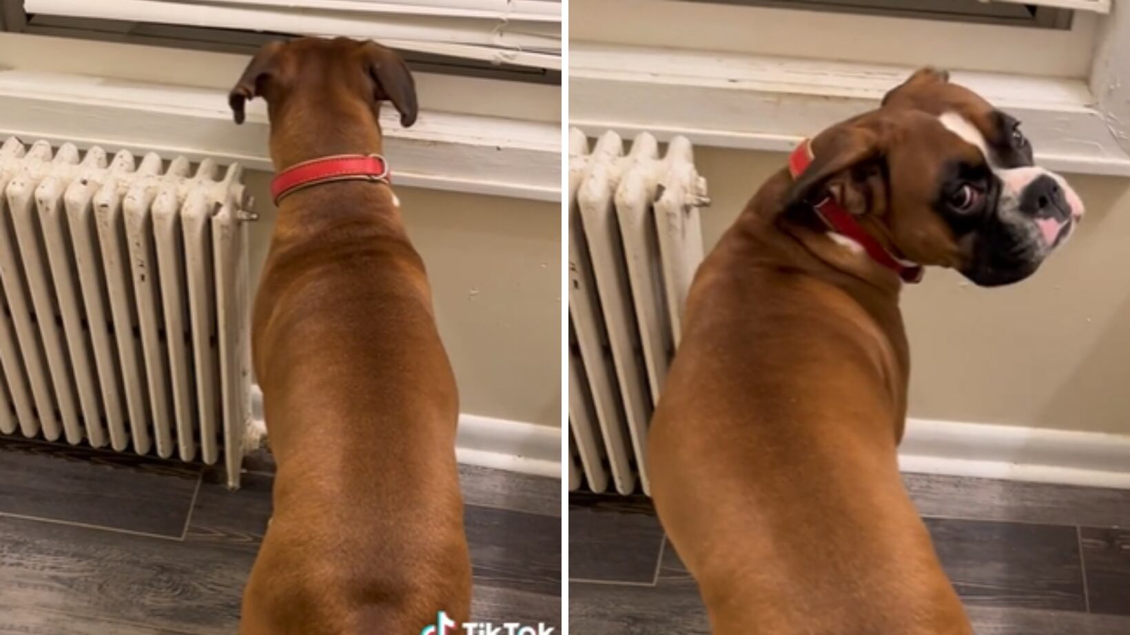 reacción de un perro