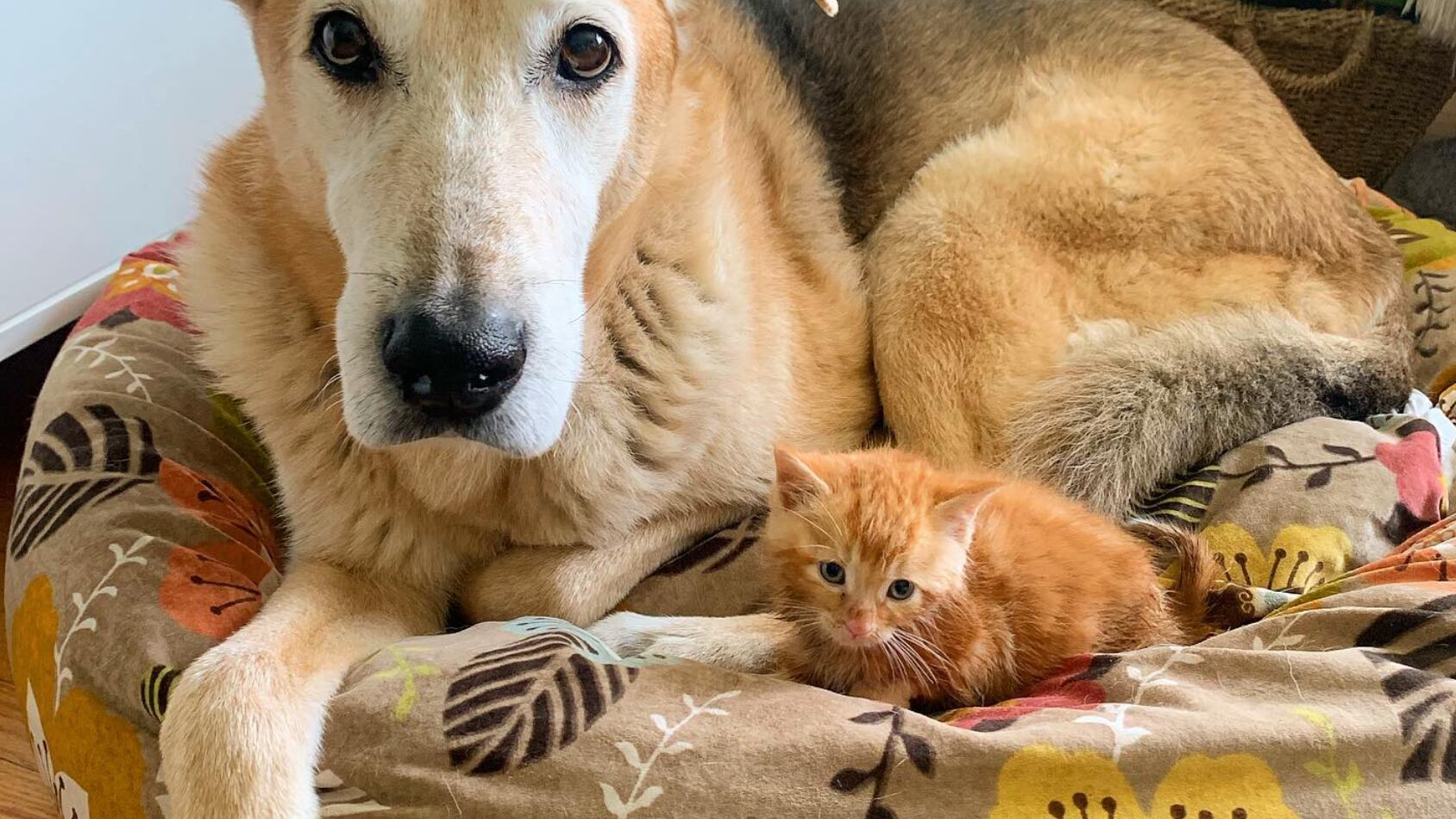 Es especialmente dulce con los gatos