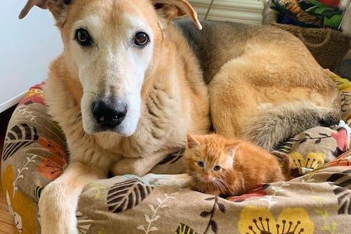 La historia de este perrito, Raylan, que cría animales para que no se sientan solos