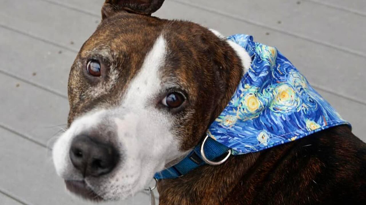 Van Gogh, el perro pintor