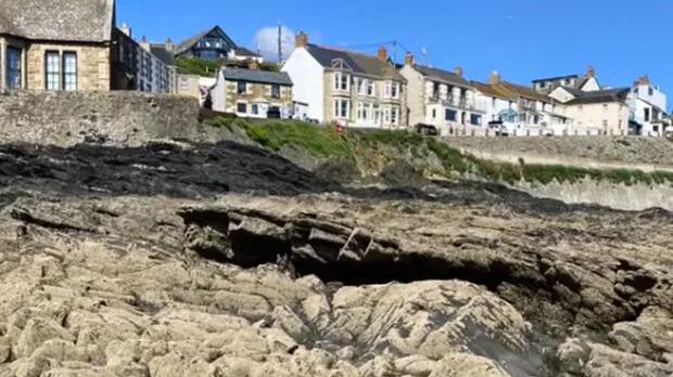 Encuentra el perro escondido.