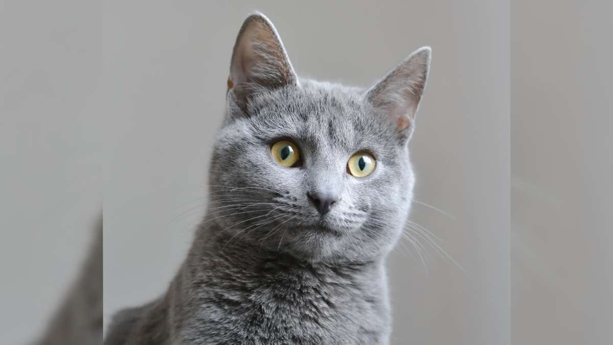 Tiene hermosos ojos verdes