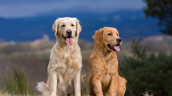 Los animales tienen emociones según explican los veterinarios | Foto: Golden Retriever