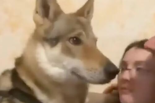 Se viralizó la reacción de este perro al ver a sus dueños besarse