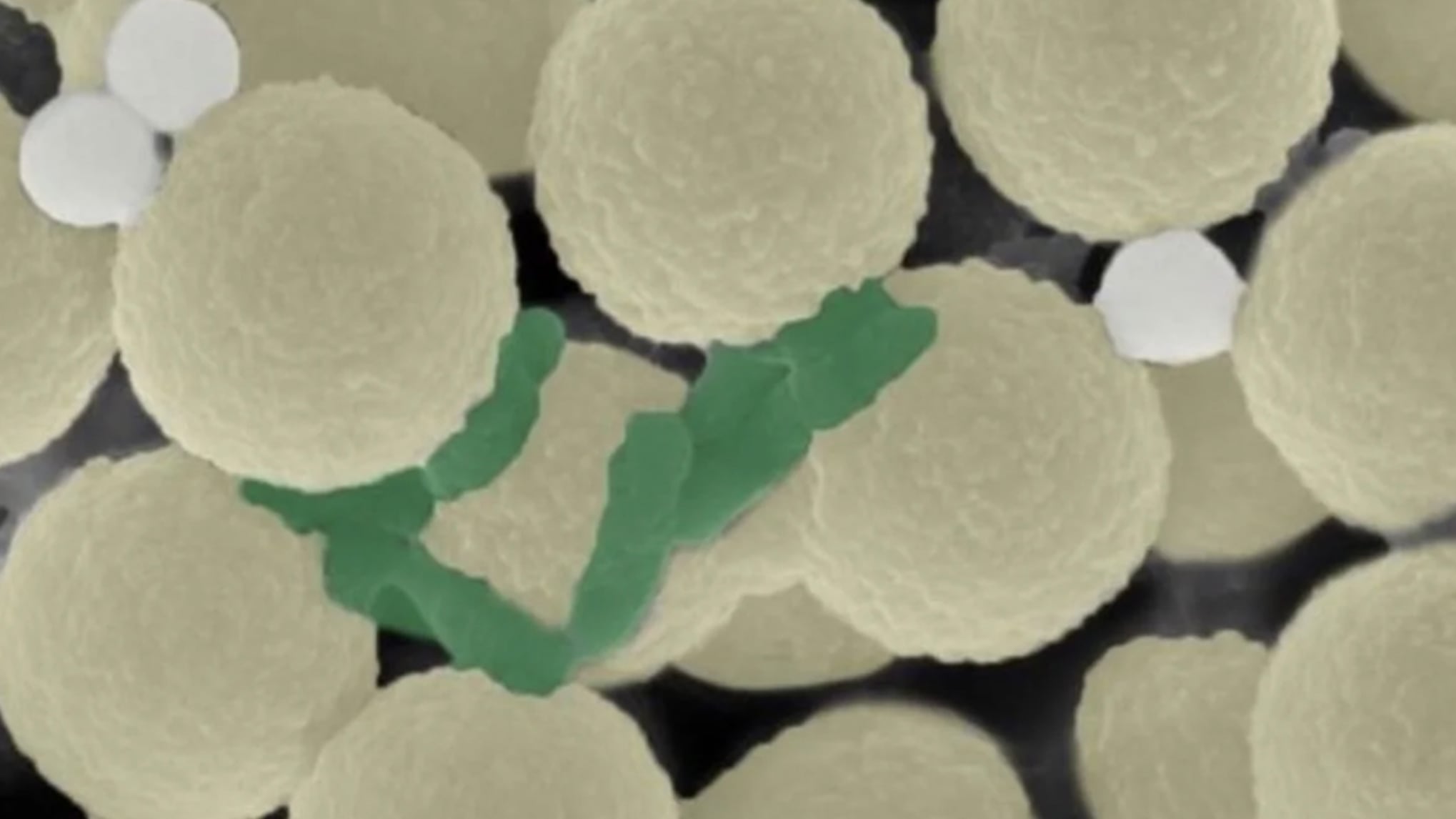 Enjambres de robots limpian microplásticos