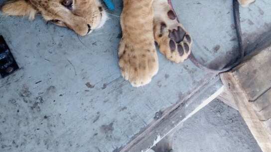 foto cachorro león mascota