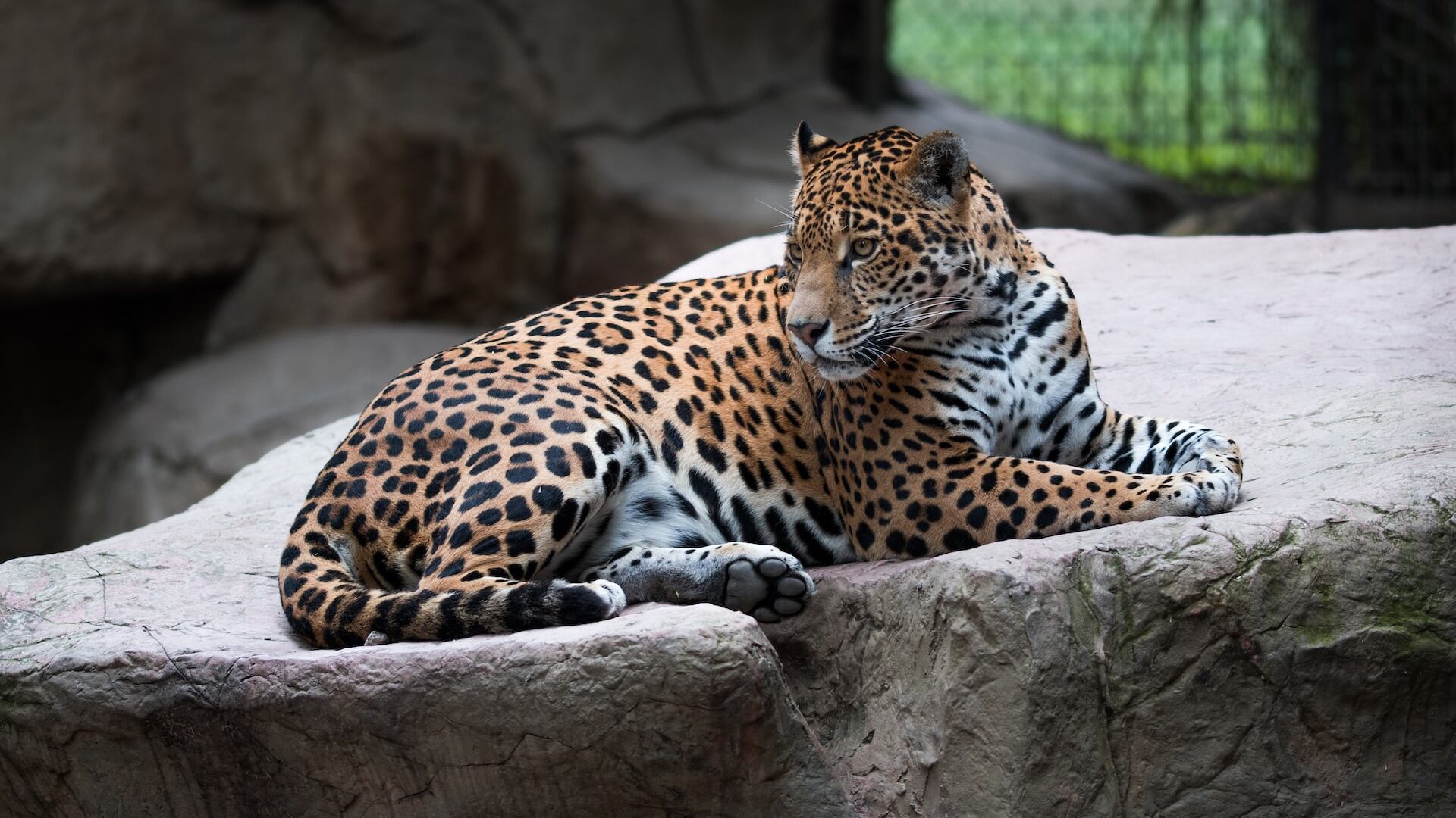 Leopardo