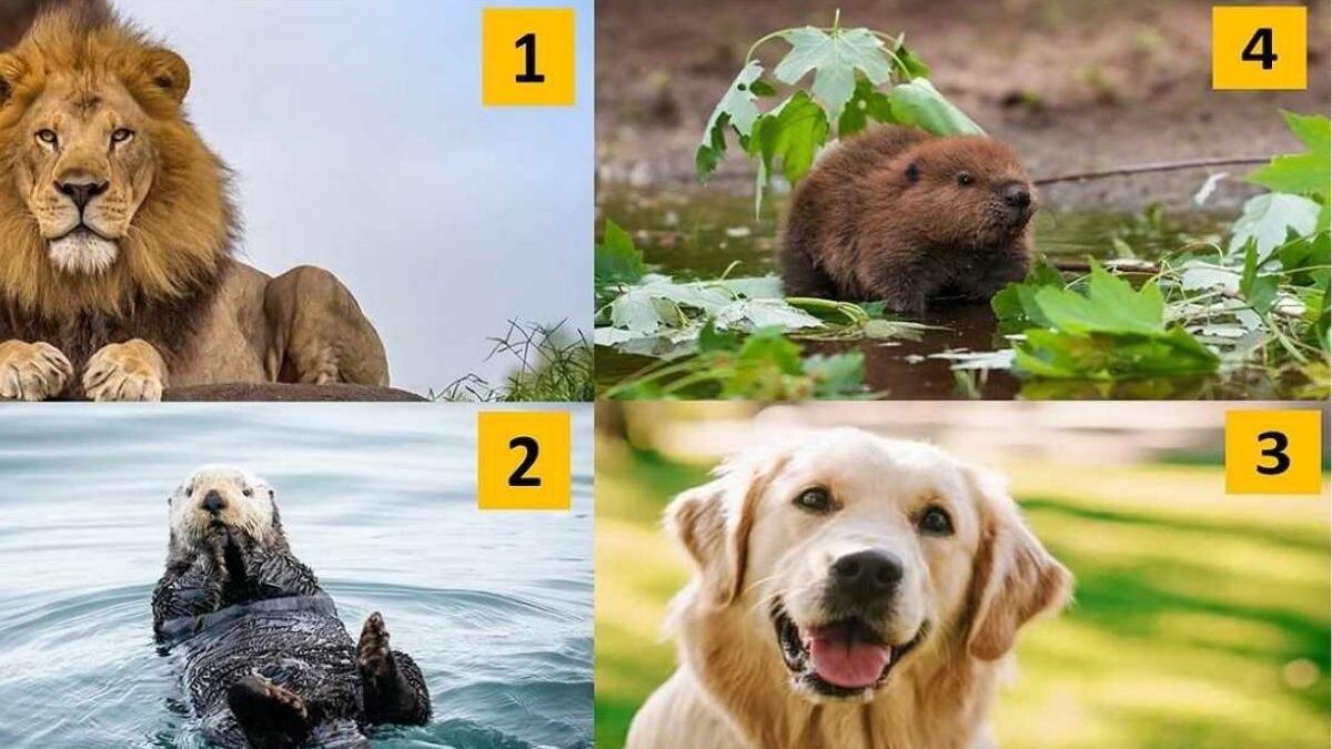 El animal definirá tu personalidad.