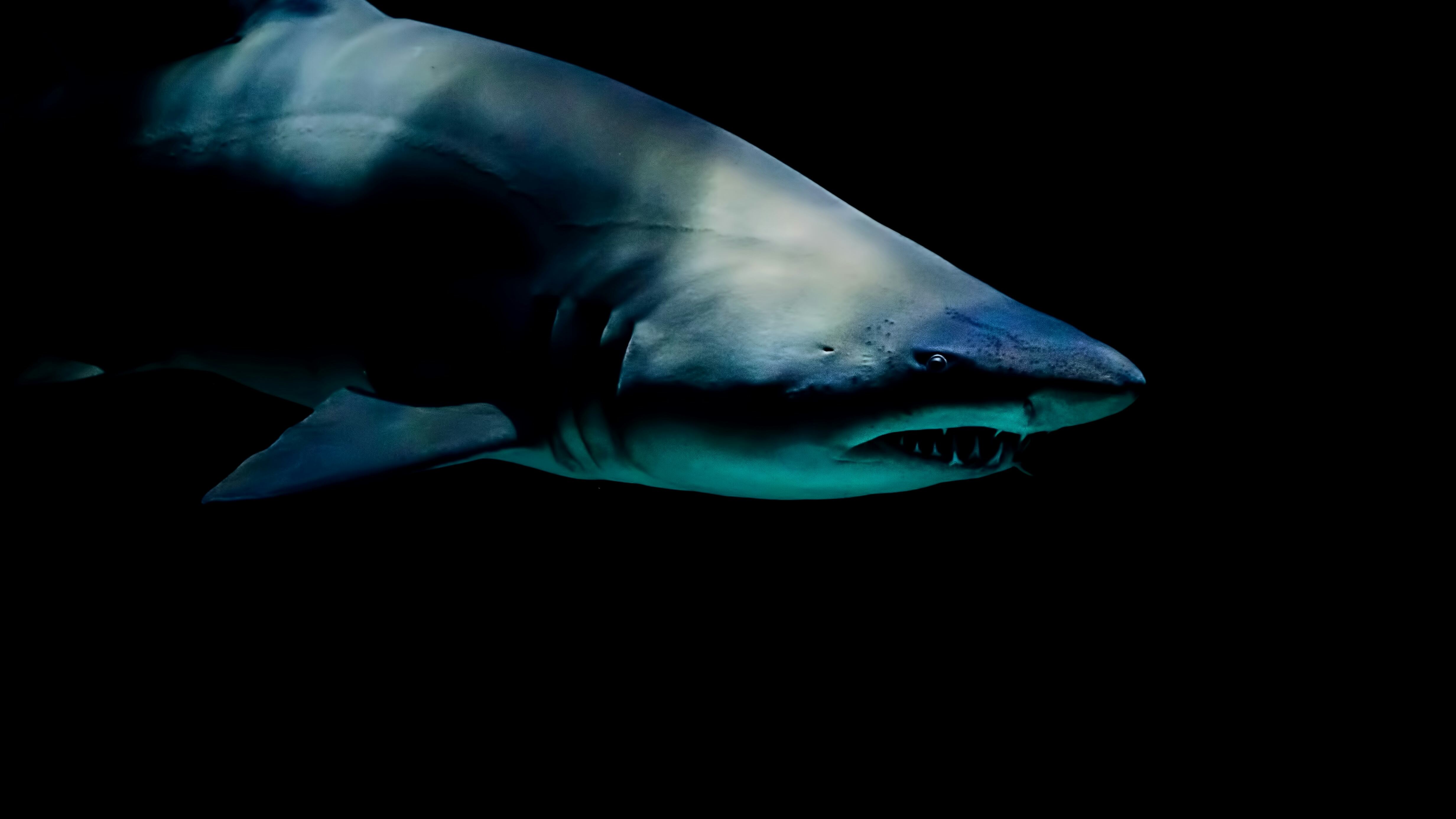 En caso de un ataque de tiburón, los especialistas recomiendan mantenerse en una postura vertical y hacer el mayor movimiento posible.