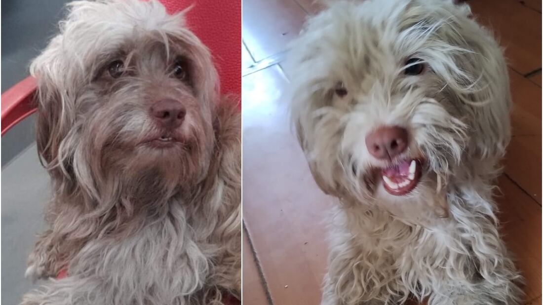 Chocolito encontrado en Puente Alto