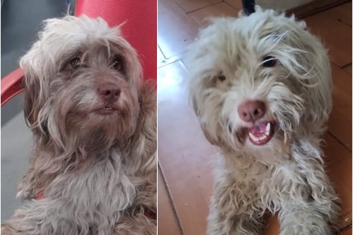 “¡Chocolito volvió!”: mujer encuentra a su perrito que estuvo cinco años perdido en Puente Alto