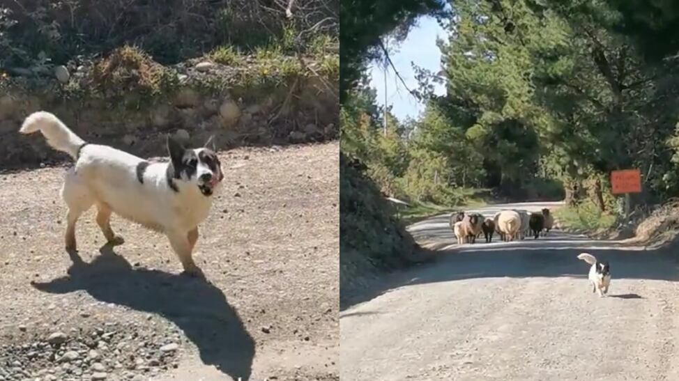 Una escena muy divertida que enterneció en redes
