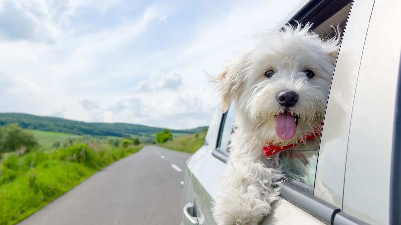 Luego de varias experiencias, decidió viajar por varias zonas con su perro