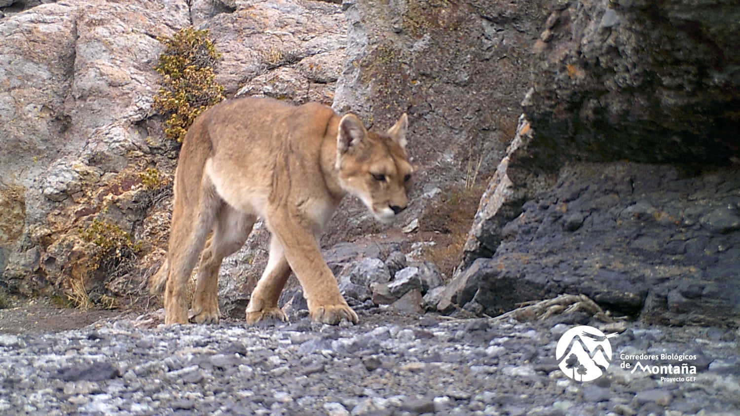 Puma monitoreado en Los Andes