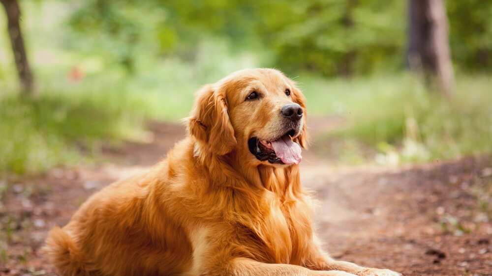 Conocido como la raza de perro más juguetona.