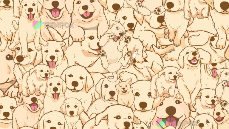 Encuentra el gatito oculto.