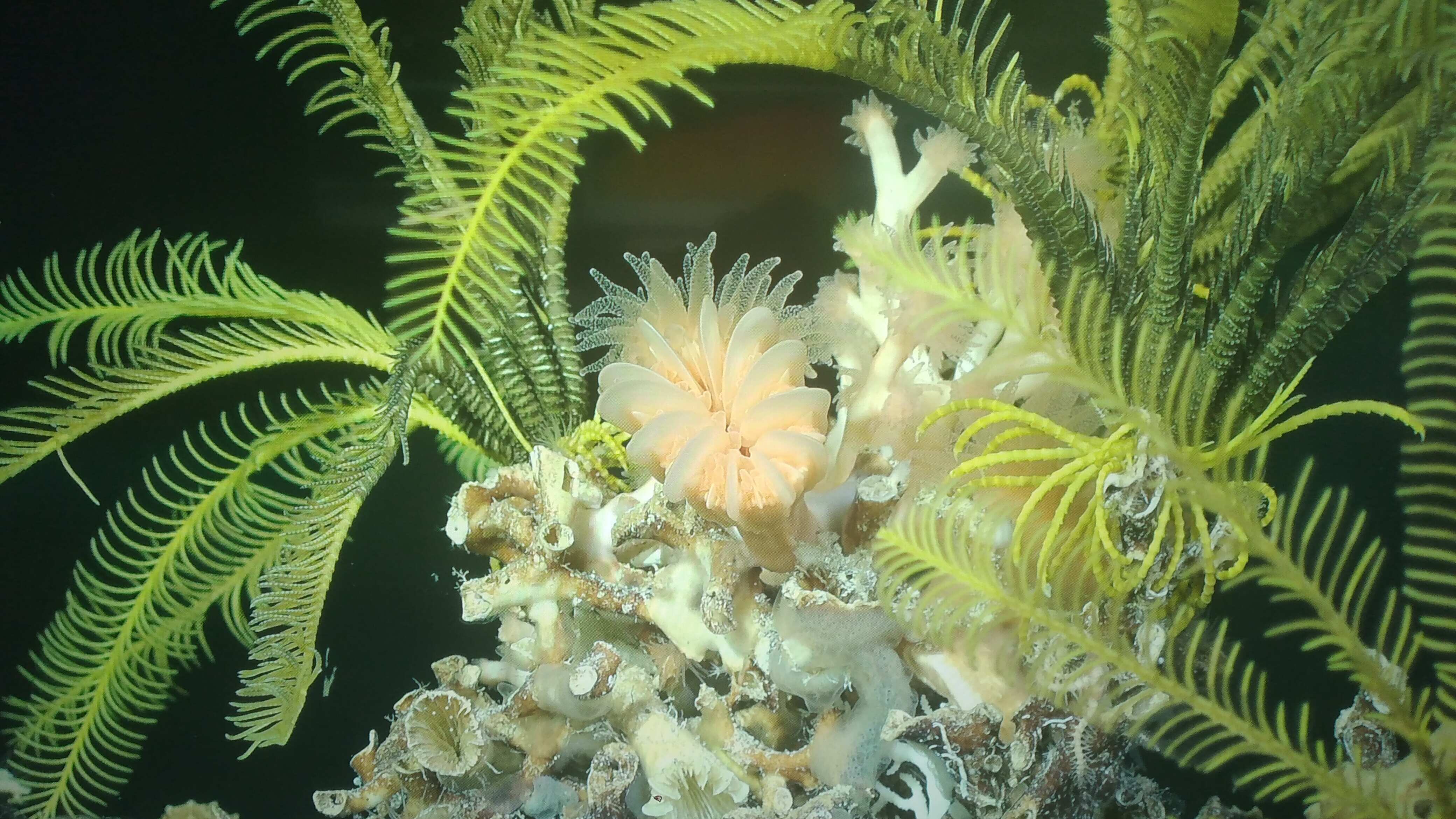 Comunidad de invertebrados bentónicos