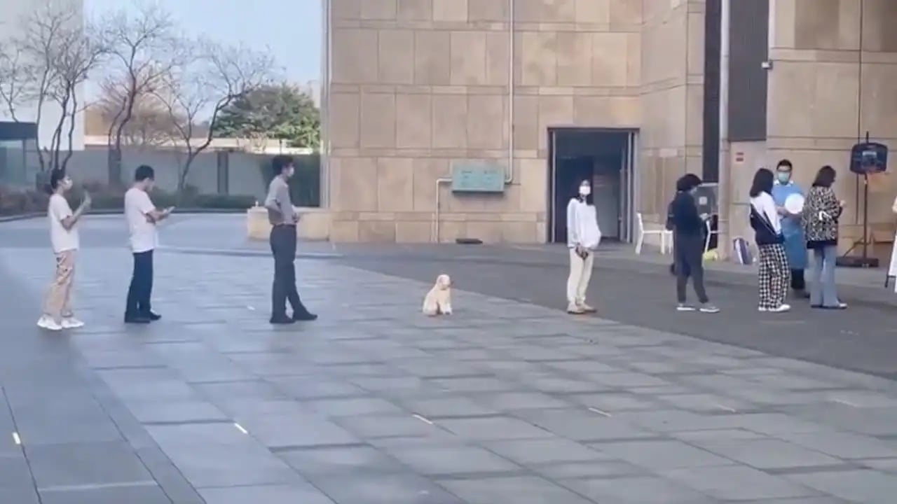 Perrito respeta la sana distancia