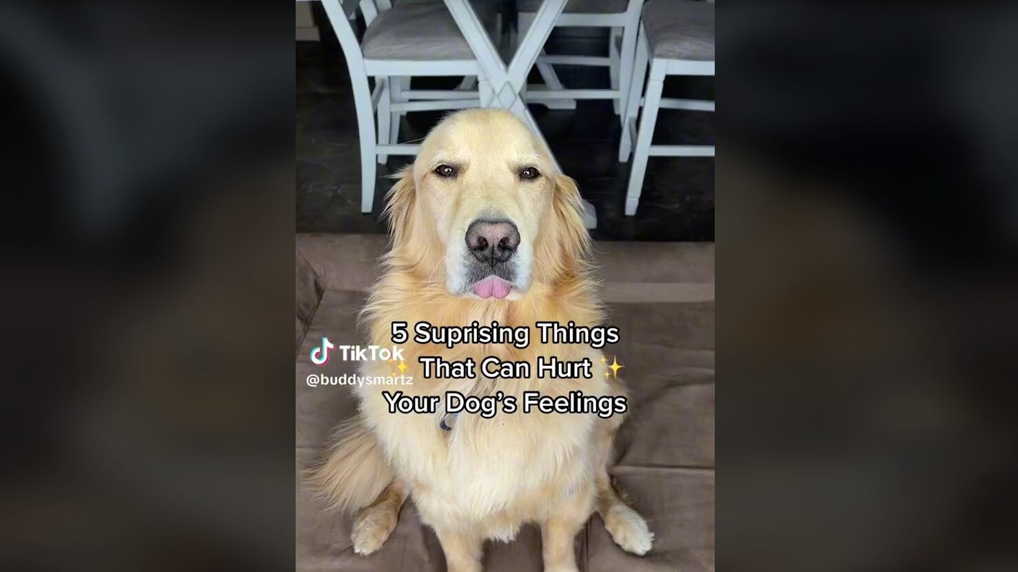 Cuidar de las mascotas, es también, ser siempre afectivos con ellos | Foto: Captura de pantalla TikTok