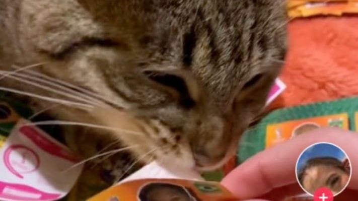 Los gatitos son de las mascotas más tiernas