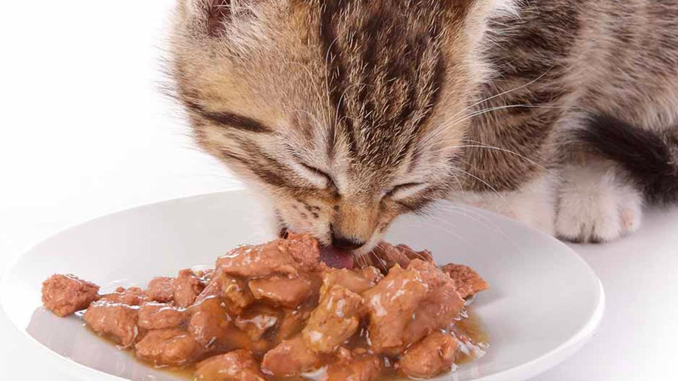 Puedes combinar comida seca con comida húmeda