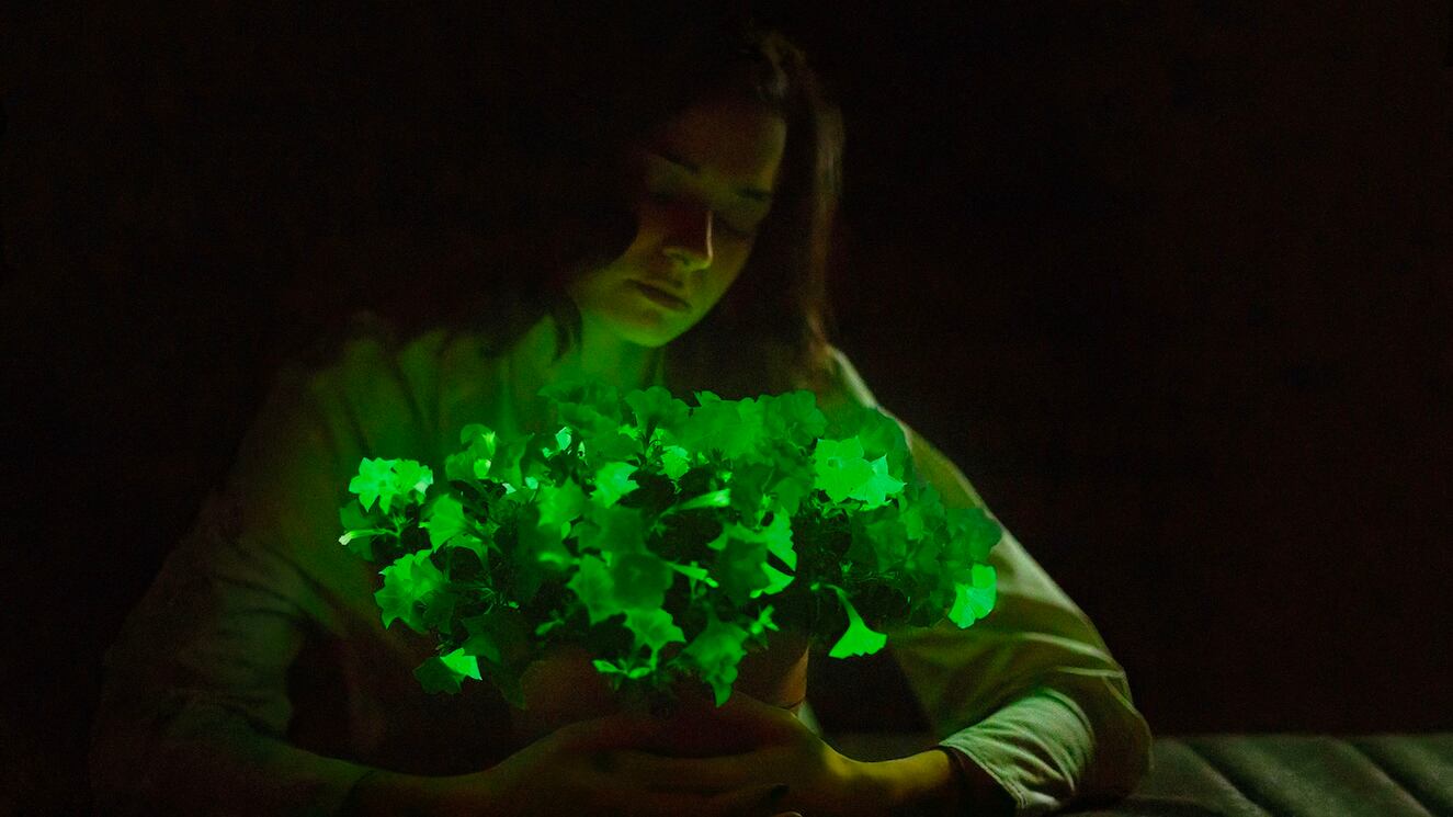 Flores resplandecientes