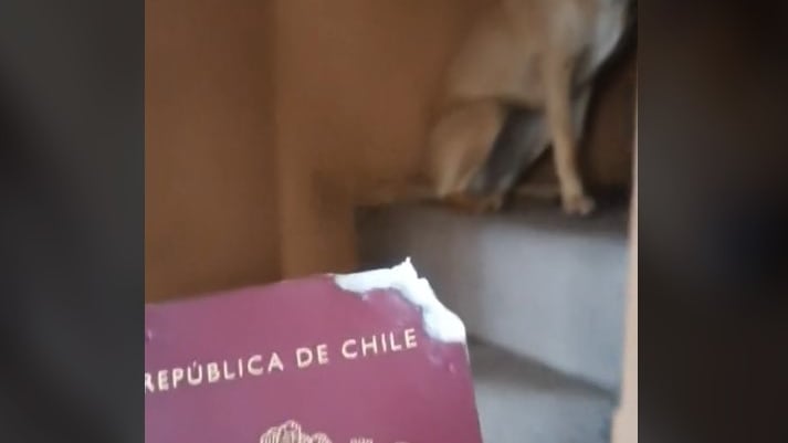 Chica se delata sola ante su amo por morder el pasaporte