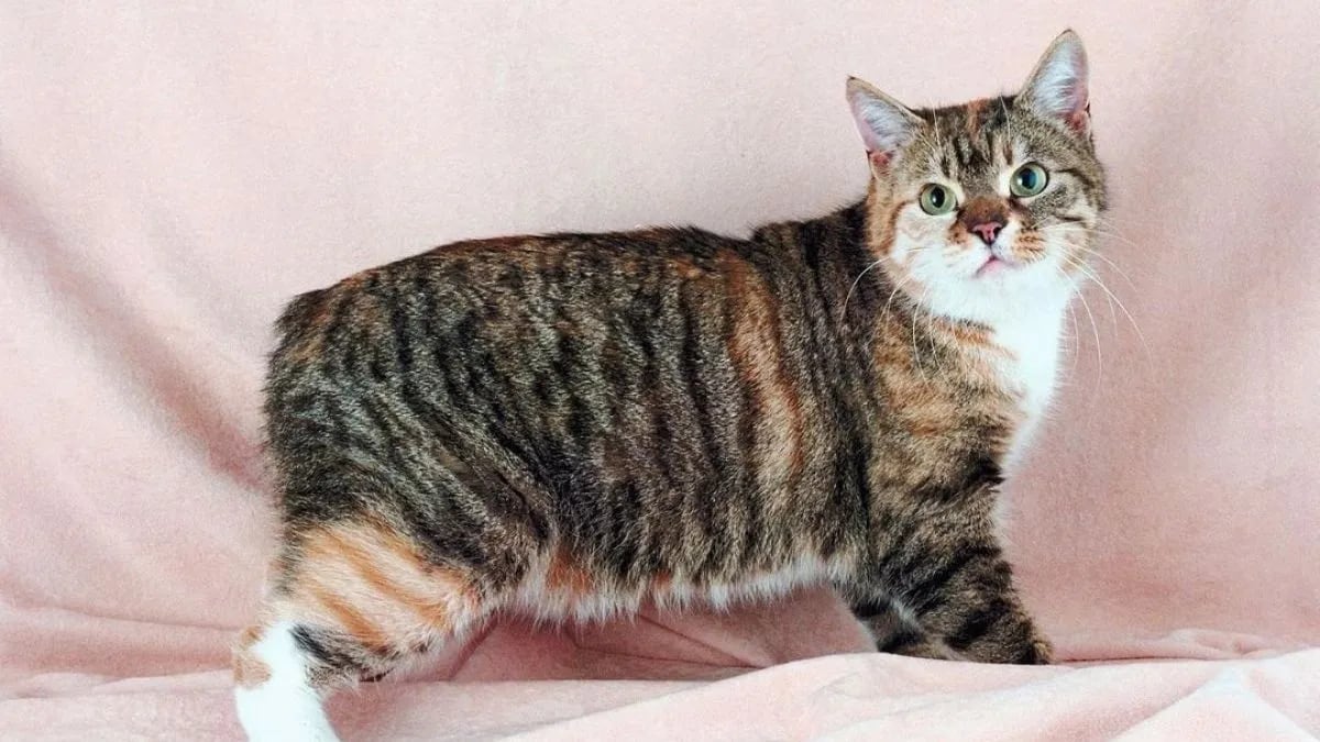 Los gatitos sin cola son completamente normales y saludables