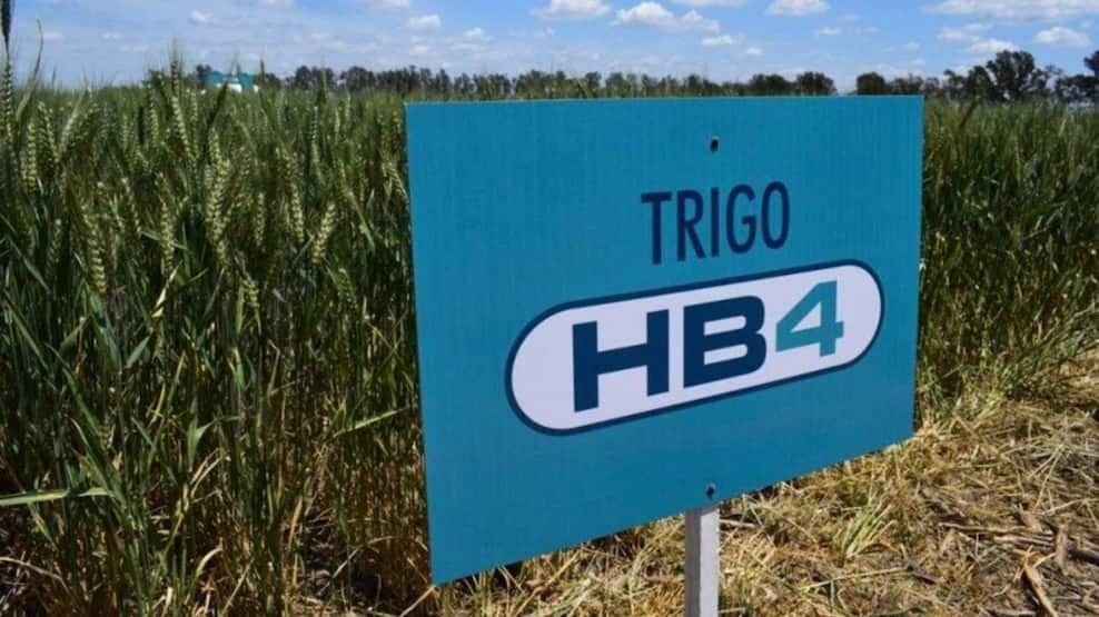 Trigo HB4