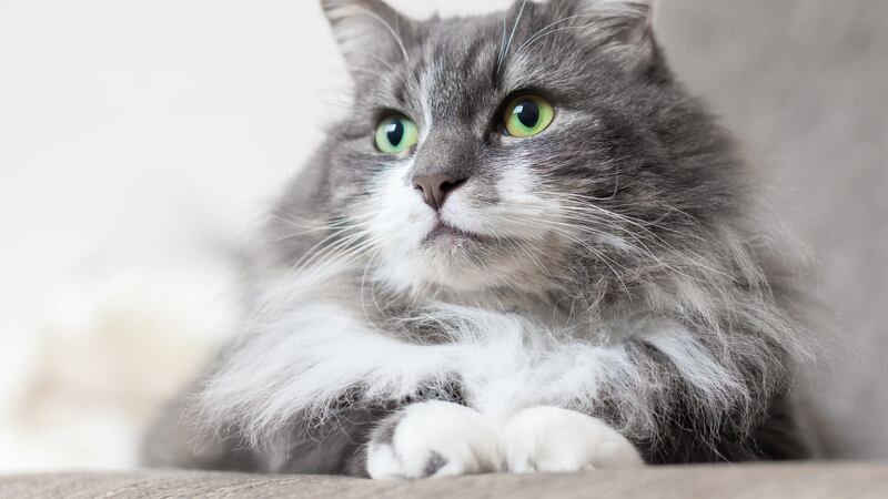 ¿Eres catlover? Conoce el peligroso virus que puede transmitir tu gato