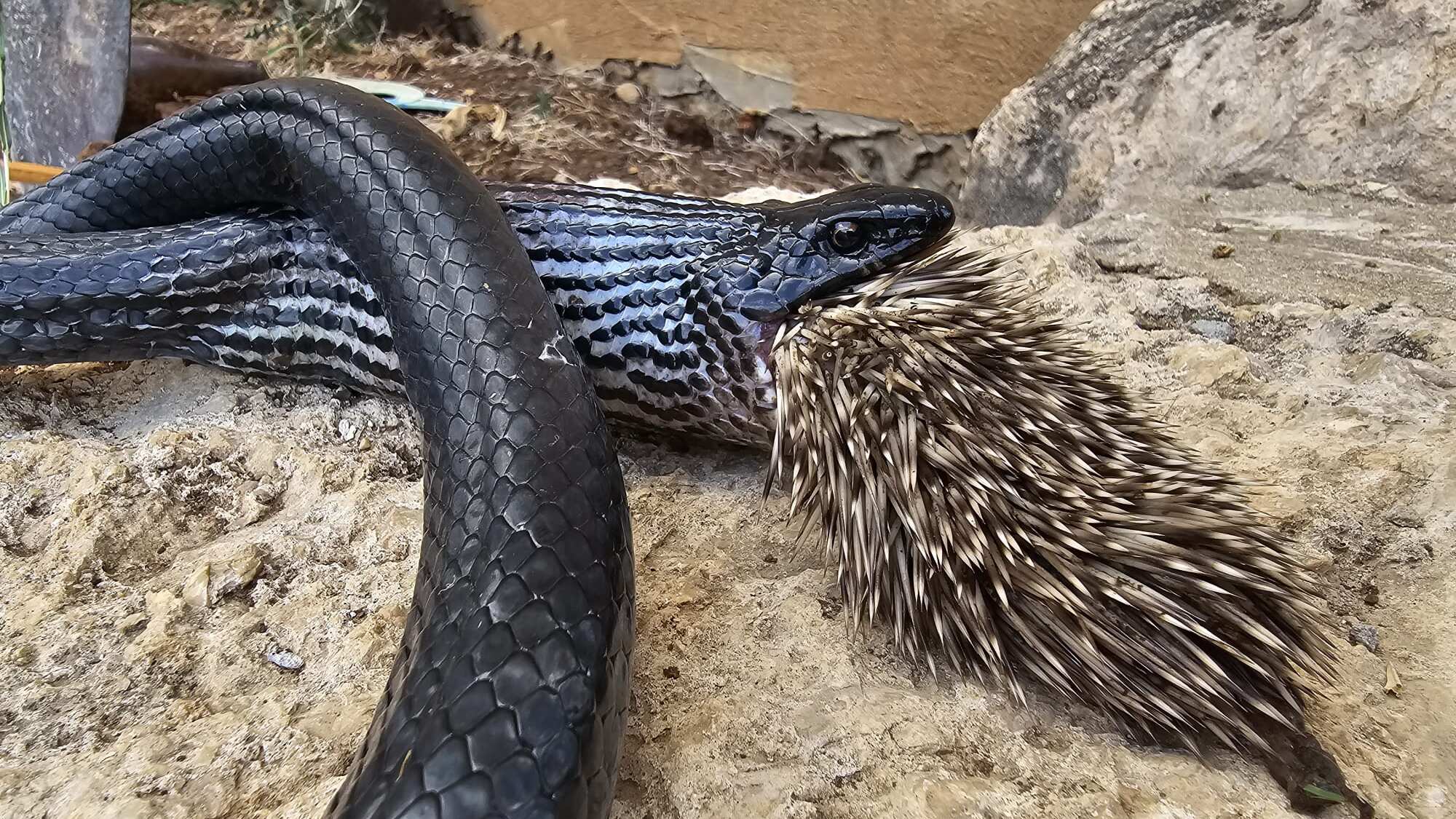 La serpiente perdió su audacia y ambos animales terminaron muertos.| Foto: Facebook.