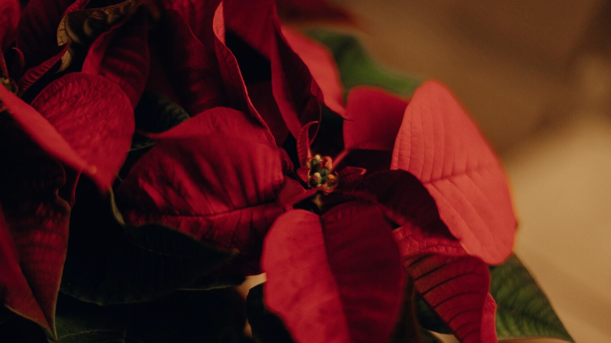 Es la planta favorita en Navidad