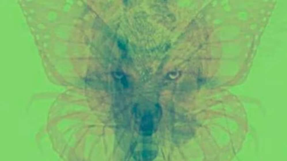 Elige un animal y descubre parte de tu forma de ser.