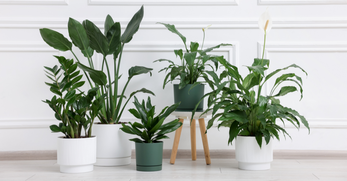 ¿Adiós macetas? Las plantas de agua para un hogar de relajación pura y elegancia máxima