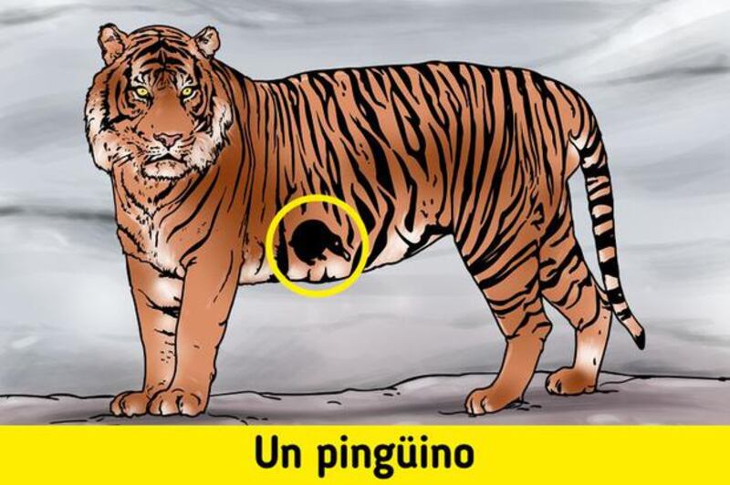 Aquí estaba el pingüino.