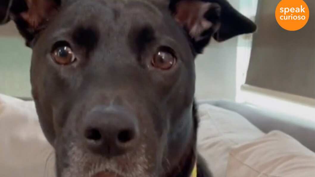 Perrita Sydney ama la playa.