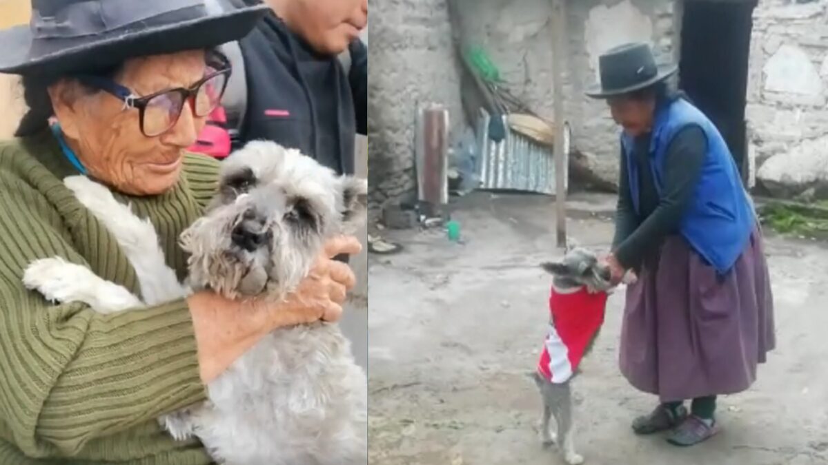 Las mascotas nos dan amor y compañía