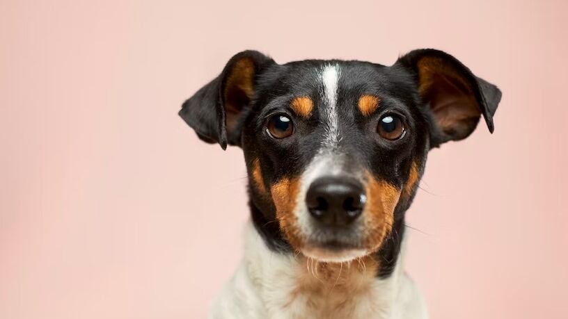Un crimen atroz contra estas adorables mascotas