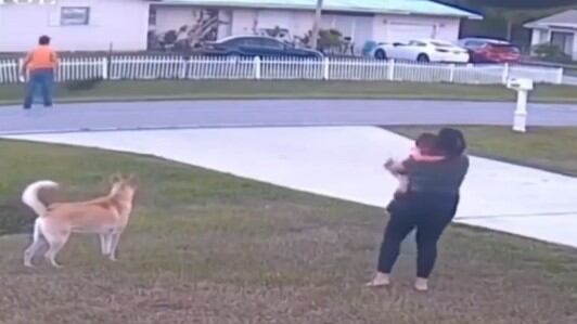 Pastor Alemán salva a niño de ser ataco por un pitbull