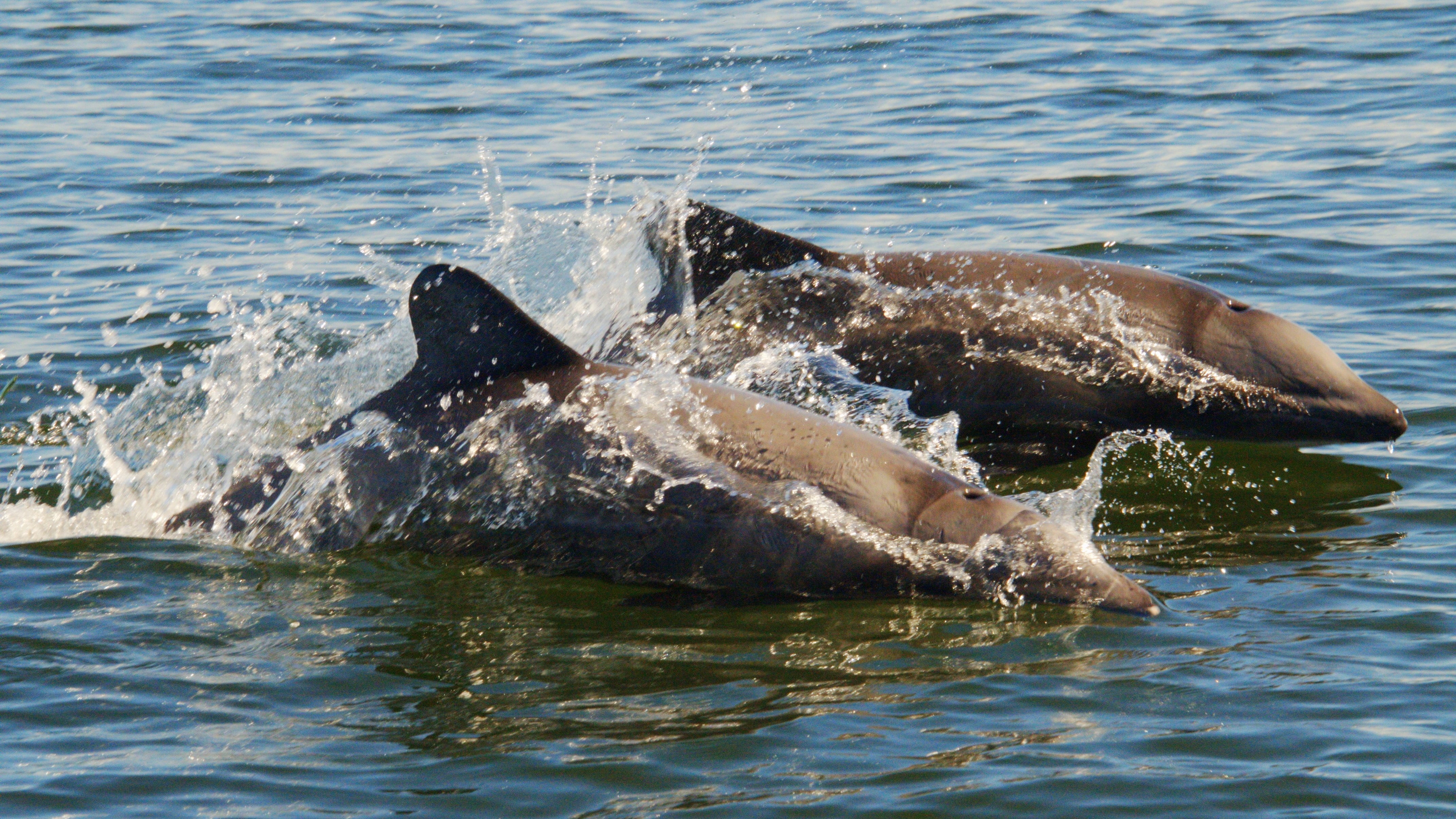 Delfines chilenos foto