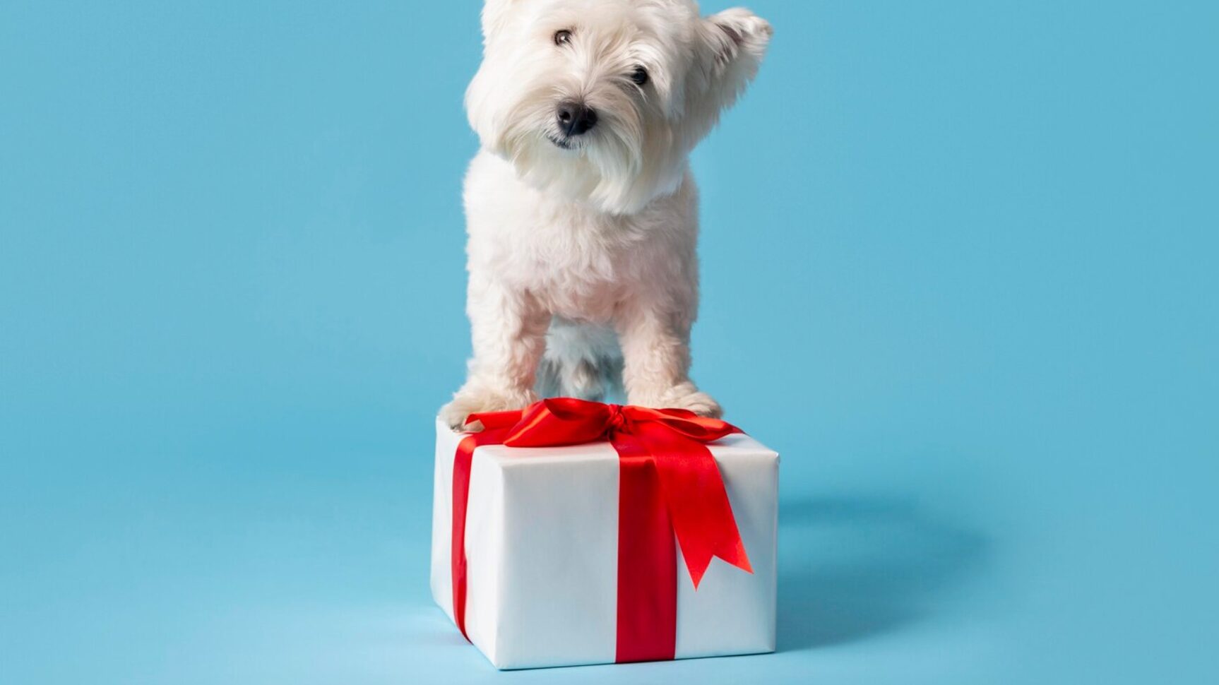 Los perros son integrantes de nuestras familias