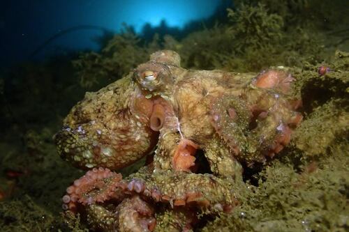 Científicos producen el potente pigmento responsable del camuflaje del pulpo