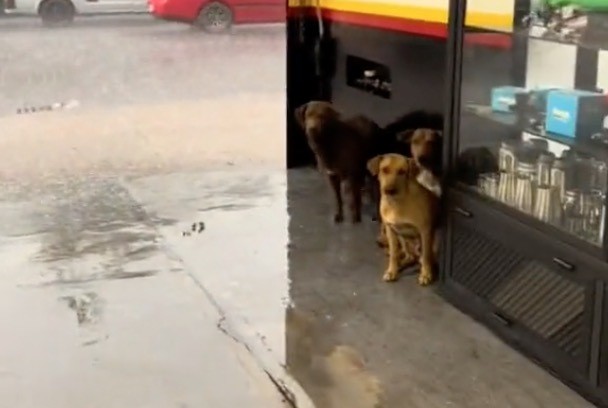 Los perros callejeros sufren en época de lluvia