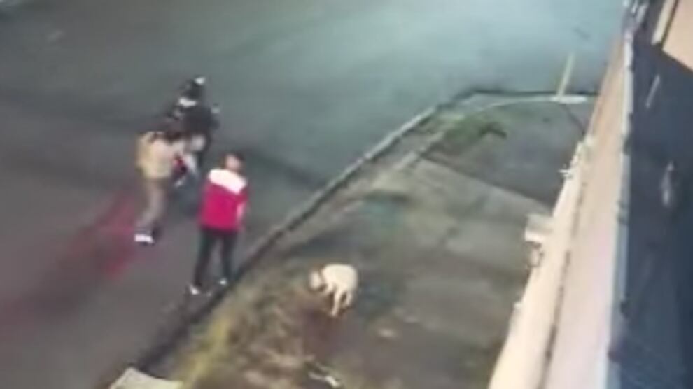 Los perros son de las mascotas más fieles