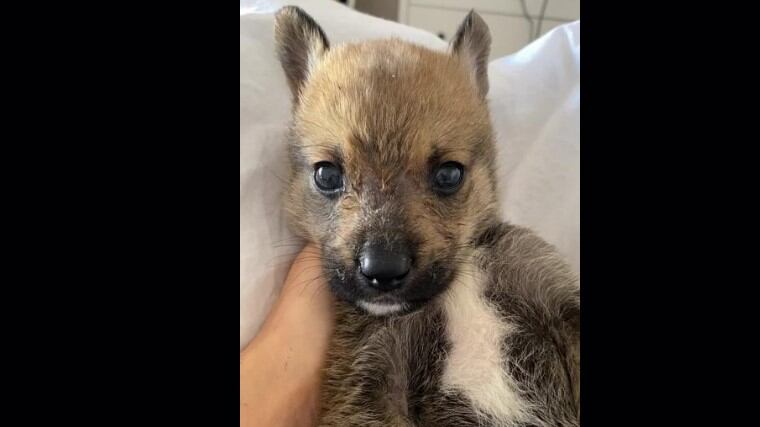 Creyó que era un perrito, pero en realidad, era un lobo