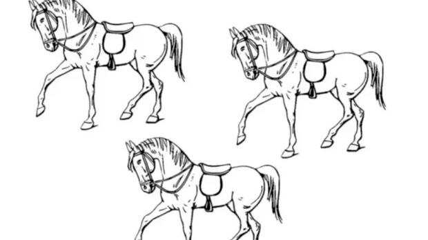 Descubre cuál caballo es diferente.