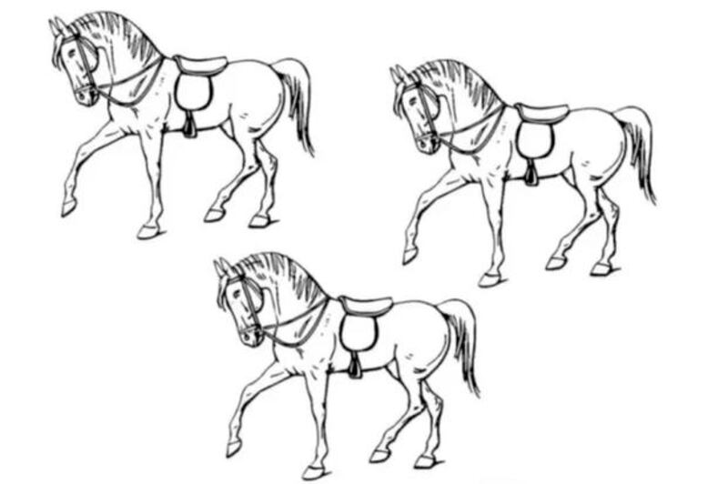 Descubre cuál caballo es diferente.