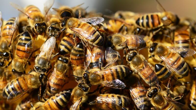 Como en Stranger Things: niña pensó que había un monstruo en la pared, pero era un panal gigante con 50 mil abejas