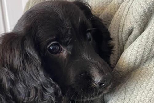 Una situación conmovedora: Esta perrita nació con seis patas