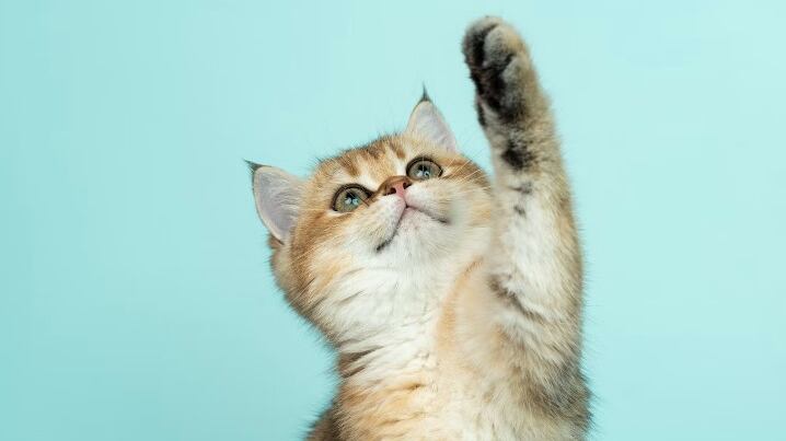 La imagen del particular gato ha dado de qué hablar en redes sociales